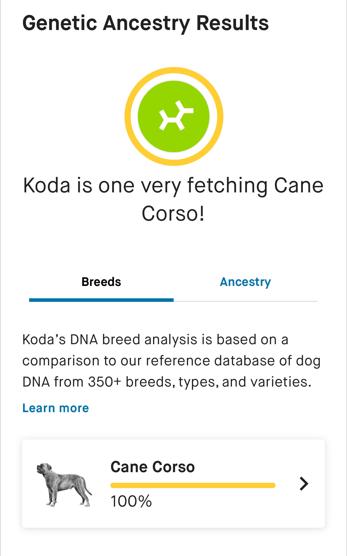 Negative DSRA Cane Corso DNA Test