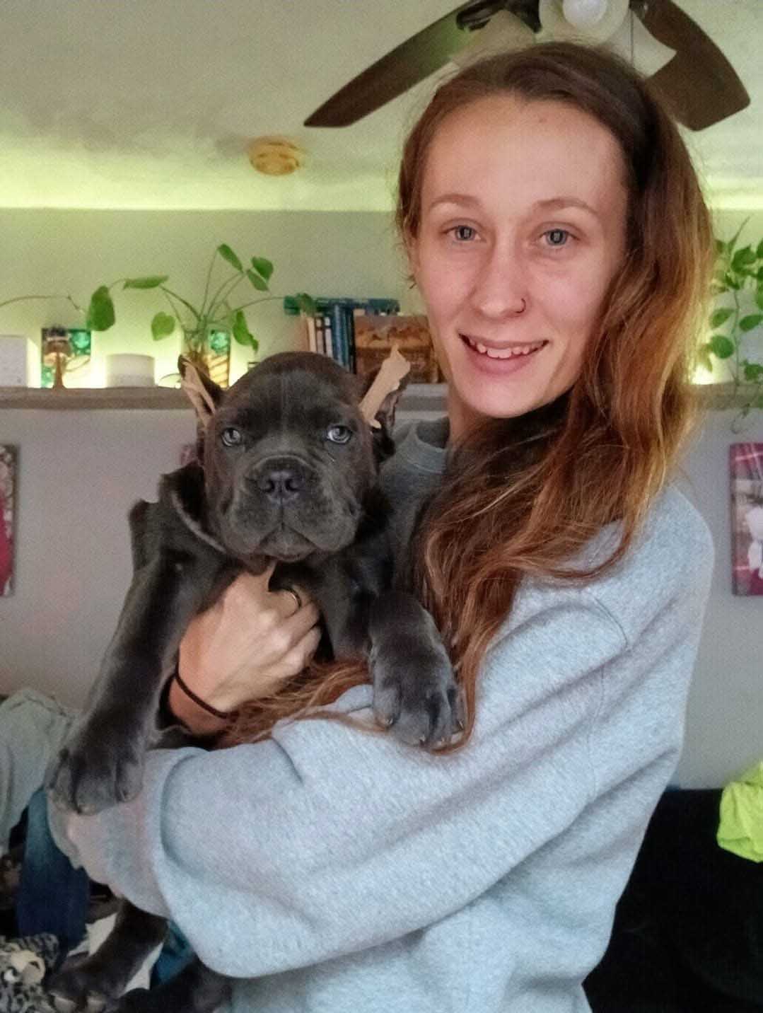 Cane Corso puppy snuggling with kids