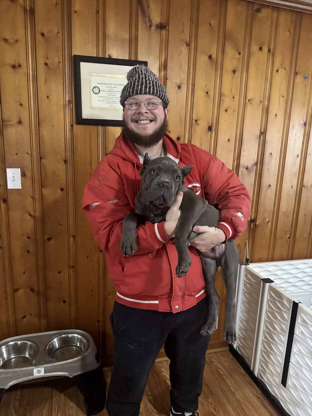 Cane Corso puppy fits right in