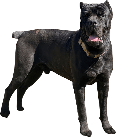 Alcor Bloodline Cane Corso Puppies Nashville Murfreesboro TN