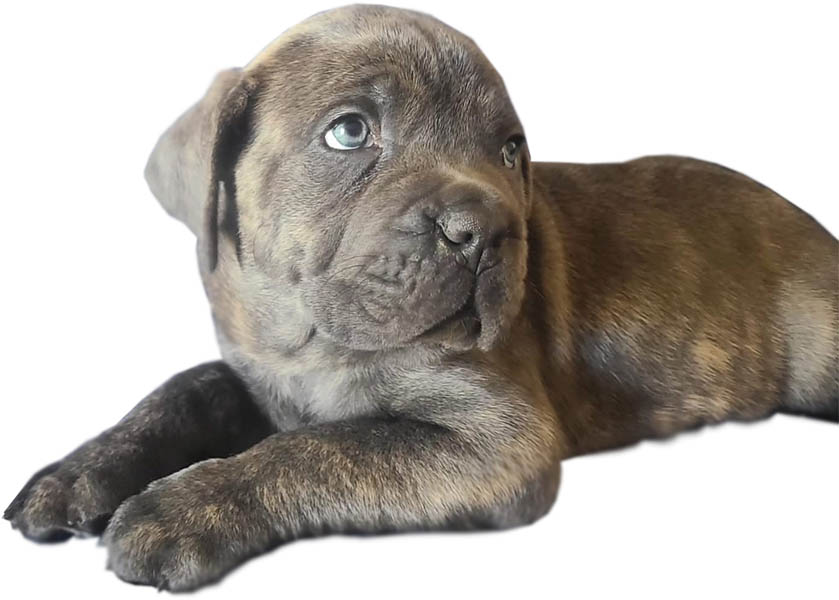 Left Cane Corso Breed Puppies Murfreesboro Cane Corso Puppies For Sale