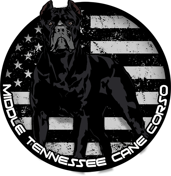 Cane Corso Puppies For Sale