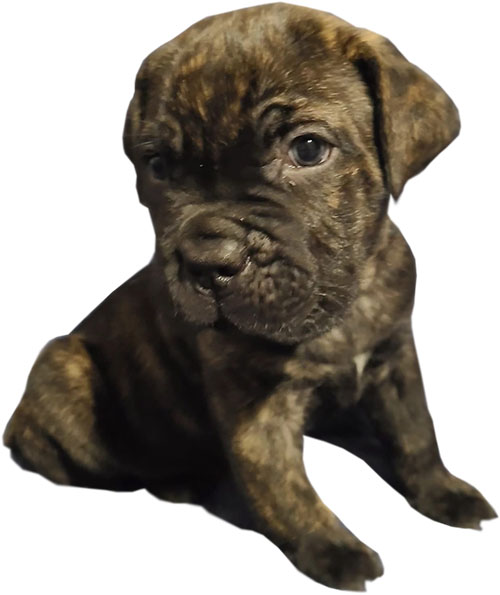 Right Cane Corso Breed Puppies Murfreesboro Cane Corso Puppies For Sale
