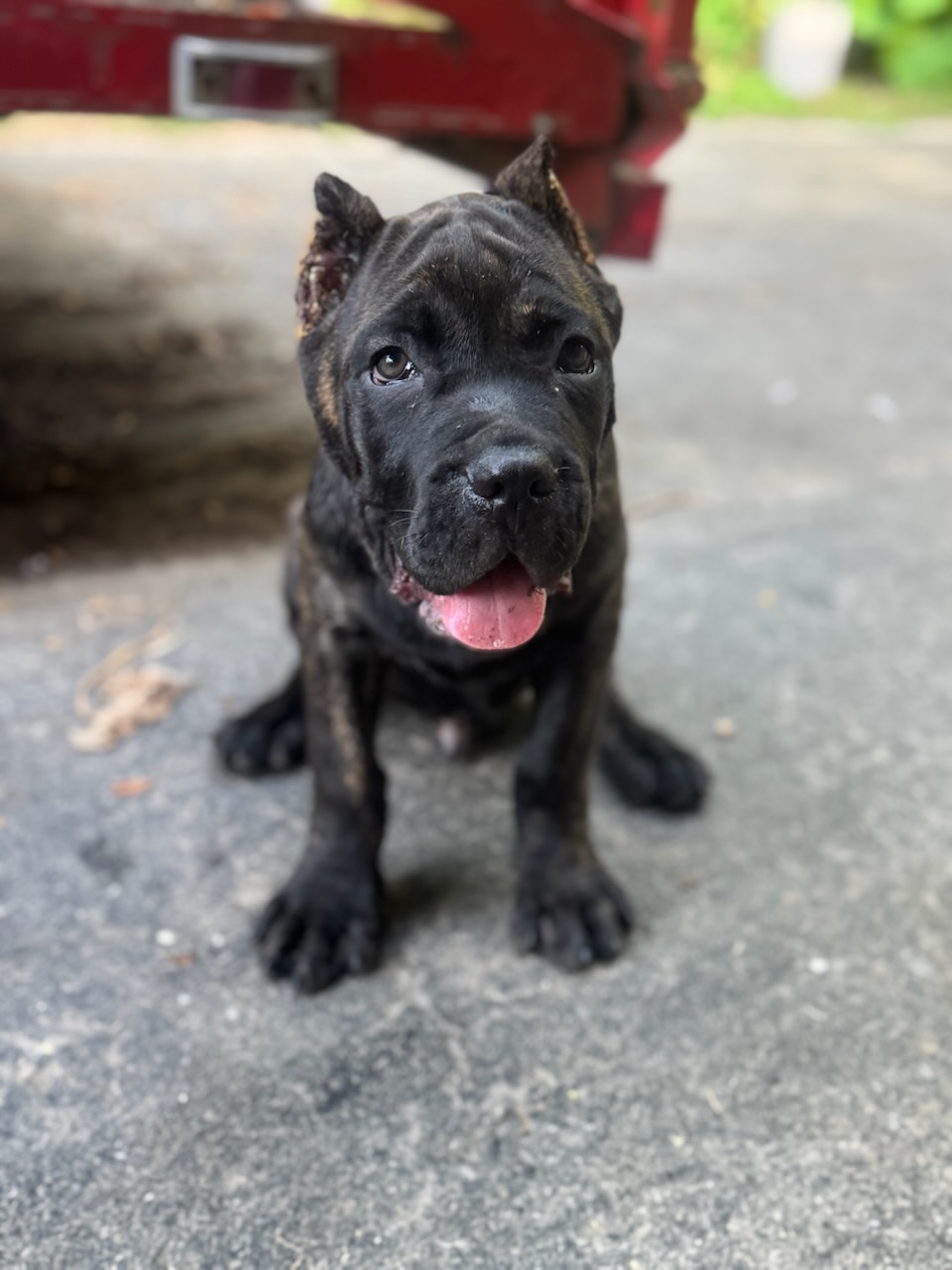 Buy Cane Corso Puppy Nashville